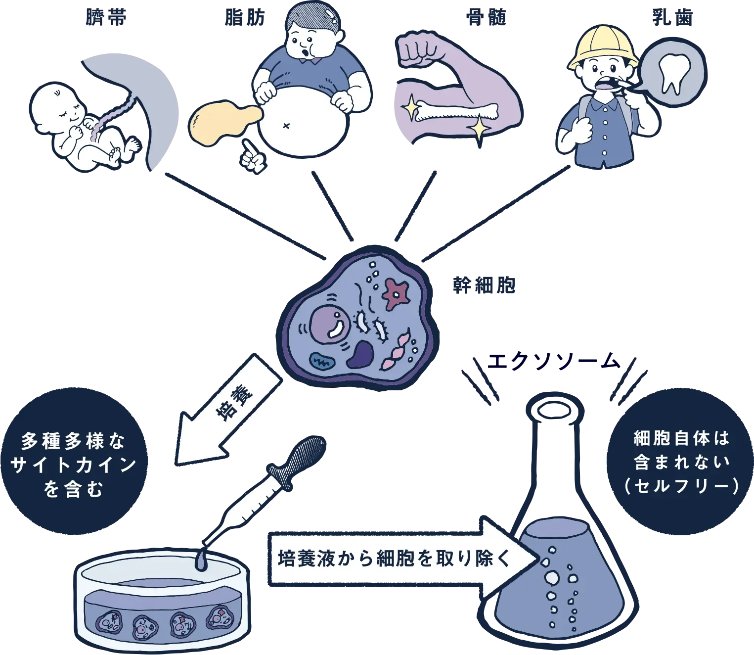 幹細胞上清液とは