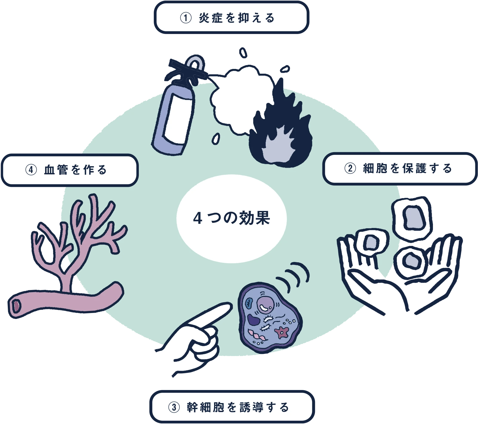 幹細胞上清液が発揮する重要な4つの効果