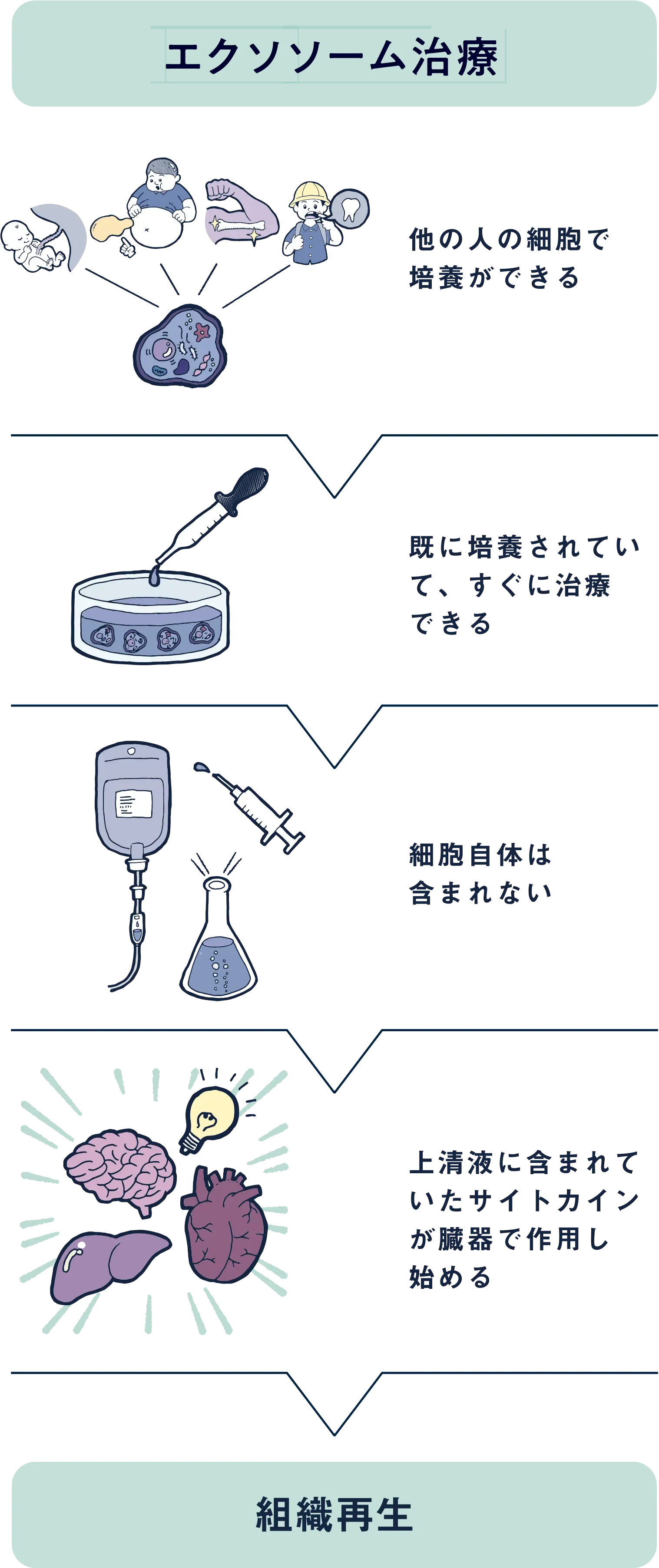 幹細胞上清液とは